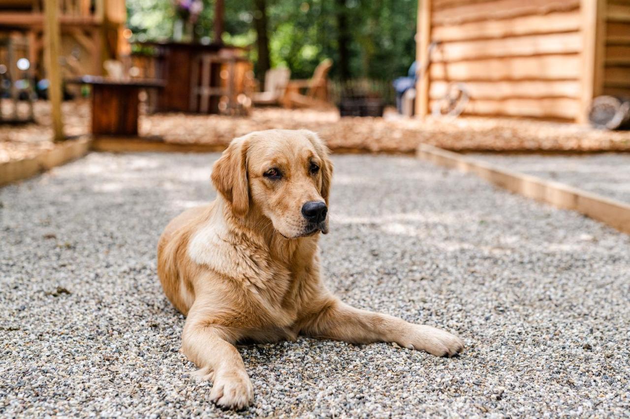 Tinyparks Forest Cabins Hoogersmilde Zewnętrze zdjęcie